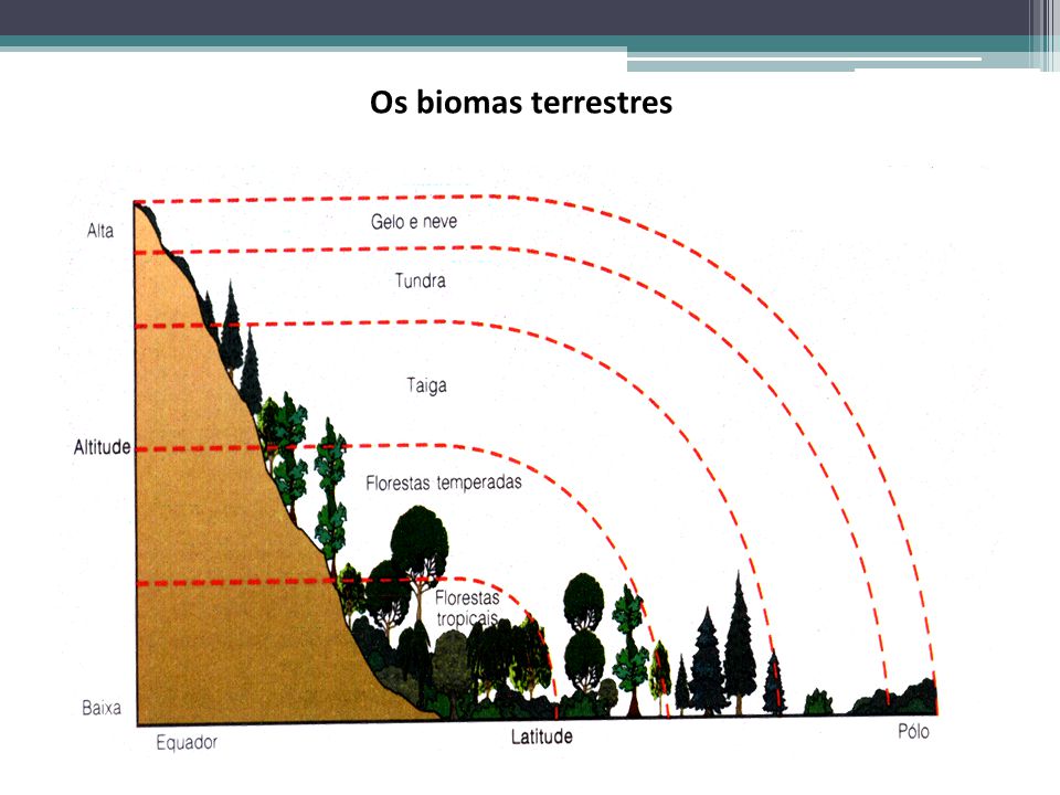 Biomas Terrestres Ppt Carregar